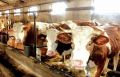 
	Cum fac romanii milioane de euro din afaceri cu bovine
