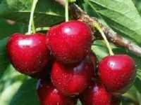 
	Avem fructe romanesti din belsug. De ce pietele sunt pline de produse scumpe din import
