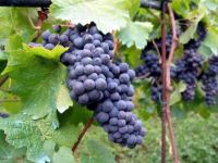 
	Strugurii lor pe pamantul nostru. Povestea frantuzoaicei care face vinuri de lux pe malul Marii Negre VIDEO

