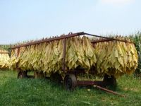
	Daca din sanatate nu se fac bani, fermierii romani s-au reprofilat pe vicii. Agricultorii au inlocuit fructele si legumele cu plantatii de tutun
