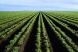 
	Campanie Stirile ProTV: Nici jumatate din ce mancam nu este produs la noi. Agricultura, mina de aur care poate scoate Romania din criza VIDEO
