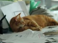 
	"Pana in 2020, reclamele cu pisici vor reprezenta 90% din continutul publicitar al web-ului". Cum faci bani din inregistrarile cu feline VIDEO
