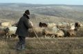 
	In somaj la 95 de ani. Povestea ciobanului care nu vrea sa iasa la pensie VIDEO
