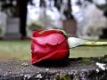 
	Un investitor spaniol deschide primul cimitir privat din Banat. Va avea forma unui trandafir
