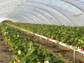 
	Romanii intorsi din strainatate aplica ce au invatat peste hotare in&nbsp;agricultura autohtona si scot profit VIDEO
