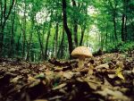 Codrul nu mai este frate cu romanul. Cum a ajuns  aurul verde  al tarii noastre pe mana strainilor, duminica, la  Romania, te iubesc