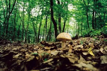 Codrul nu mai este frate cu romanul. Cum a ajuns  aurul verde  al tarii noastre pe mana strainilor, duminica, la  Romania, te iubesc