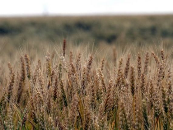 Peste 40 de milioane de euro, mancate de soareci. Rozatoarele au distrus 6% din productia nationala de grau. Niste atacuri cum n-am mai vazut