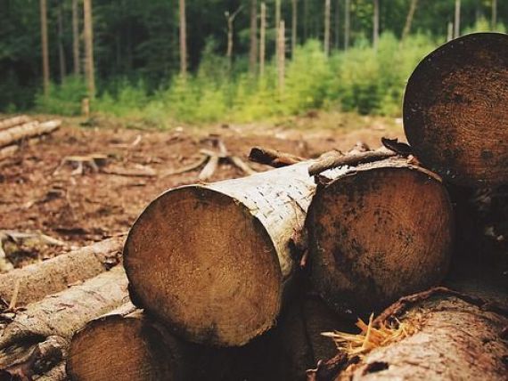Asociatia pentru Certificare Forestiera se dezasociaza de Holzindustrie Schweighofer si isi anunta prezenta permanenta in Romania. Reactia grupului austriac