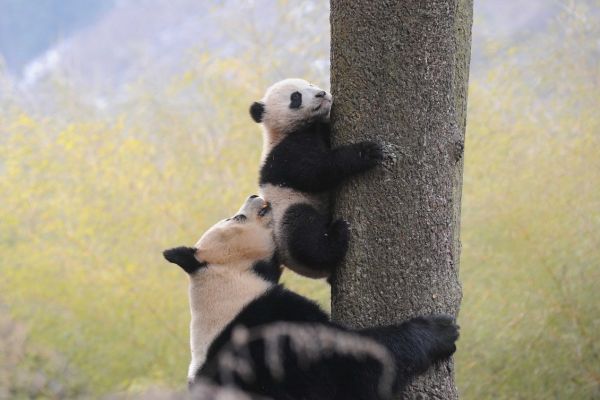 O ursoaica panda isi invata puiul sa se catere in copaci. Autoritatile din China au anuntat recent ca ursul panda urias nu mai este pe cale de disparitie, specia fiind trecuta la statul de “vulnerabil”. Foto: Xinhua/Agerpres