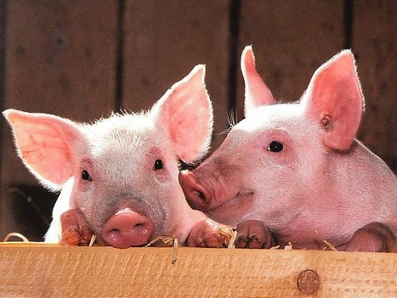 Isărescu: Impactul pestei porcine nu a fost introdus în calculele privind inflaţia. România a importat în 2018 o cantitate dublă de carne de porc față de anul trecut