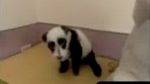 Panda-catelul